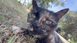 Lost Female Cat last seen Outlaws Bridge Rd, Oscar’s Salon & Barberia, Seven Springs, NC 28578