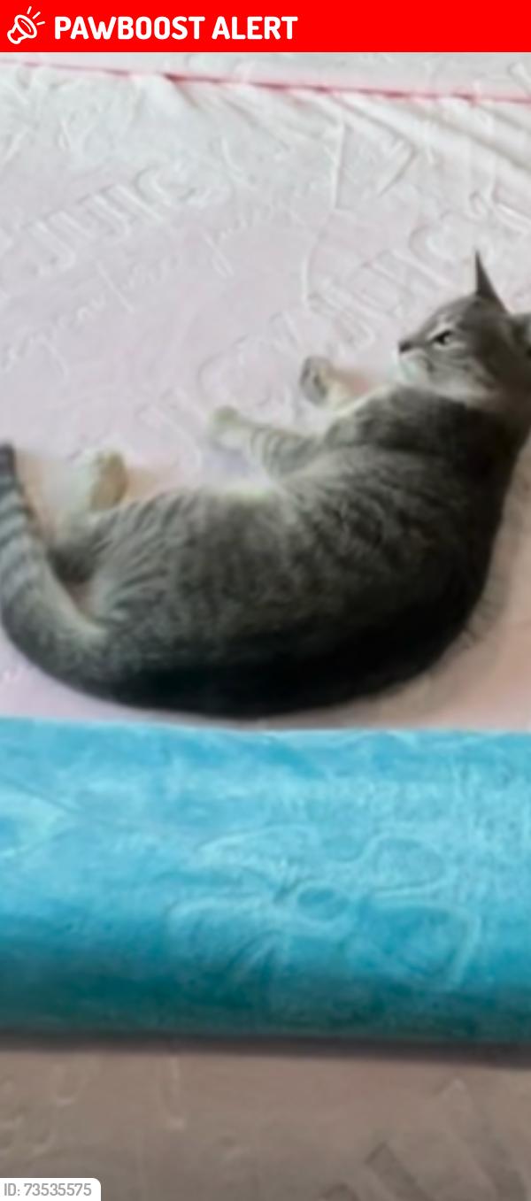 Lost Female Cat last seen Corte castle, Chesterfield County, VA 23838