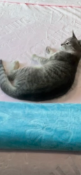 Lost Female Cat last seen Corte castle, Chesterfield County, VA 23838