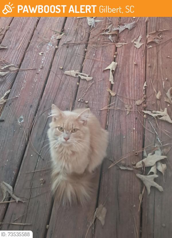 Found/Stray Unknown Cat last seen Gilbert, Gilbert, SC 29054
