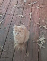 Found/Stray Unknown Cat last seen Gilbert, Gilbert, SC 29054