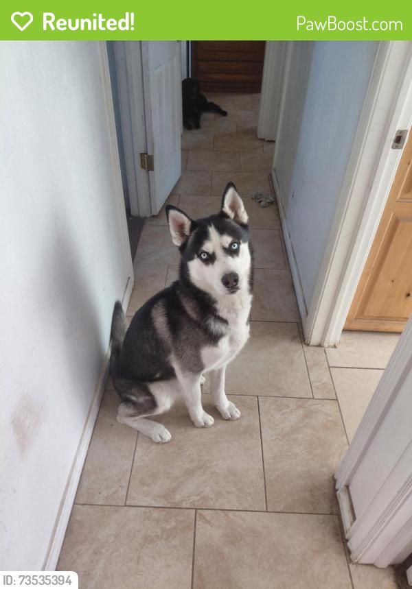 Reunited Male Dog last seen Daffodil ave west jordan ut 84081, West Jordan, UT 84081