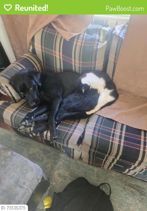 Reunited Male Dog last seen Daffodil ave west jordan ut 84081, West Jordan, UT 84081