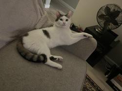 Reunited Male Cat last seen 18th Str and Montebello Ave, Phoenix, AZ 85016