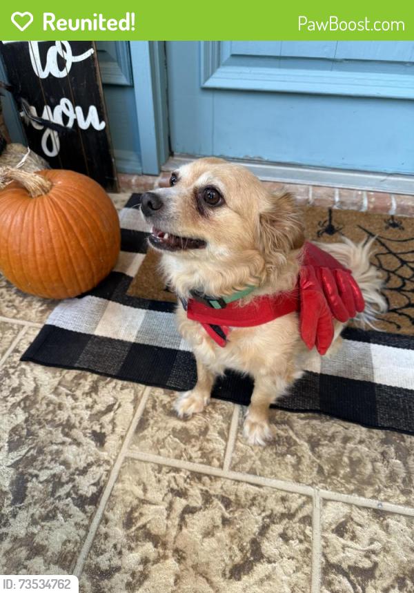 Reunited Male Dog last seen Forest Ridge & Cummings, Bedford, TX 76021