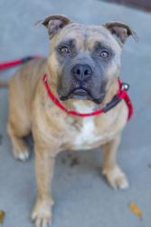 Shelter Stray Male Dog last seen , , GA, 3280 Chamblee Dunwoody Rd, Chamblee, GA 30341, USA