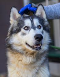 Shelter Stray Male Dog last seen Near COVINGTON HIGHWAY, 30058, GA, 3280 Chamblee Dunwoody Rd, Chamblee, GA 30341, USA