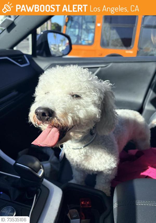 Found/Stray Male Dog last seen Olympic and Figueroa, Los Angeles, CA 90015
