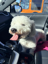 Found/Stray Male Dog last seen Olympic and Figueroa, Los Angeles, CA 90015