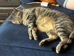 Reunited Male Cat last seen Near Timber Pt, Milton, Alpharetta, GA 30004