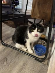 Reunited Female Cat last seen Gardner Drive and Westside Pkwy, Alpharetta, GA 30009