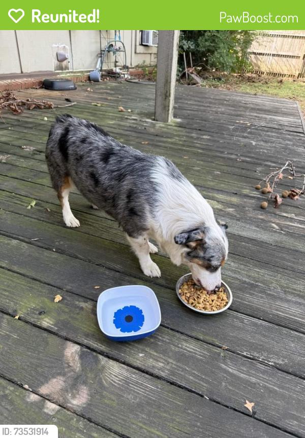 Reunited Male Dog last seen Golf Course, Tulsa, OK 74132