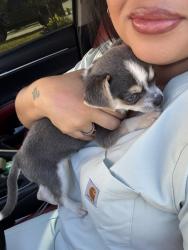 Reunited Male Dog last seen Avenue M, Conroe, TX 77301