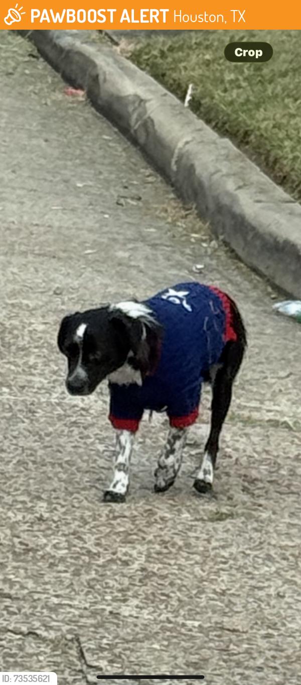 Found/Stray Unknown Dog last seen Tanglewilde and Triola, Houston, TX 77036