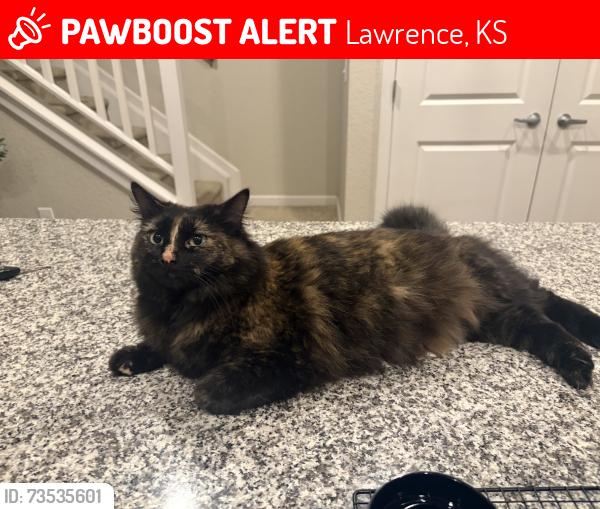 Lost Female Cat last seen Near the Nest, the Collective apmts, Lawrence, KS 66046