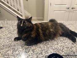 Lost Female Cat last seen Near the Nest, the Collective apmts, Lawrence, KS 66046