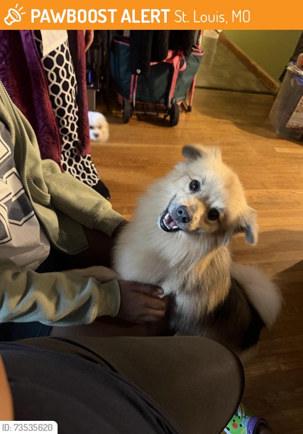 Found/Stray Male Dog last seen Chambers & 367, St. Louis, MO 63137