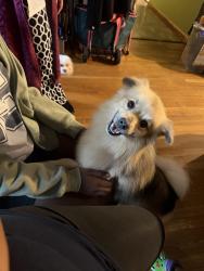 Found/Stray Male Dog last seen Chambers & 367, St. Louis, MO 63137