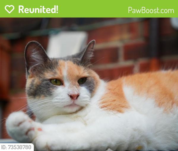 Reunited Female Cat last seen Accomack dr and Tazwell dr, Louisville, KY 40241