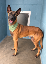 Shelter Stray Male Dog last seen Near Inwood Street, LAFAYETTE, LA, 70507, 410 Dugas Rd, Lafayette, LA 70507, USA