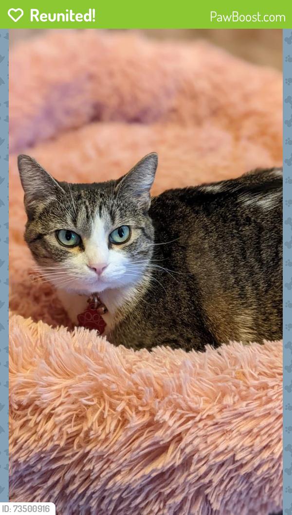 Reunited Female Cat last seen 46th and Eagle Creek Parkway, Indianapolis, IN 46254