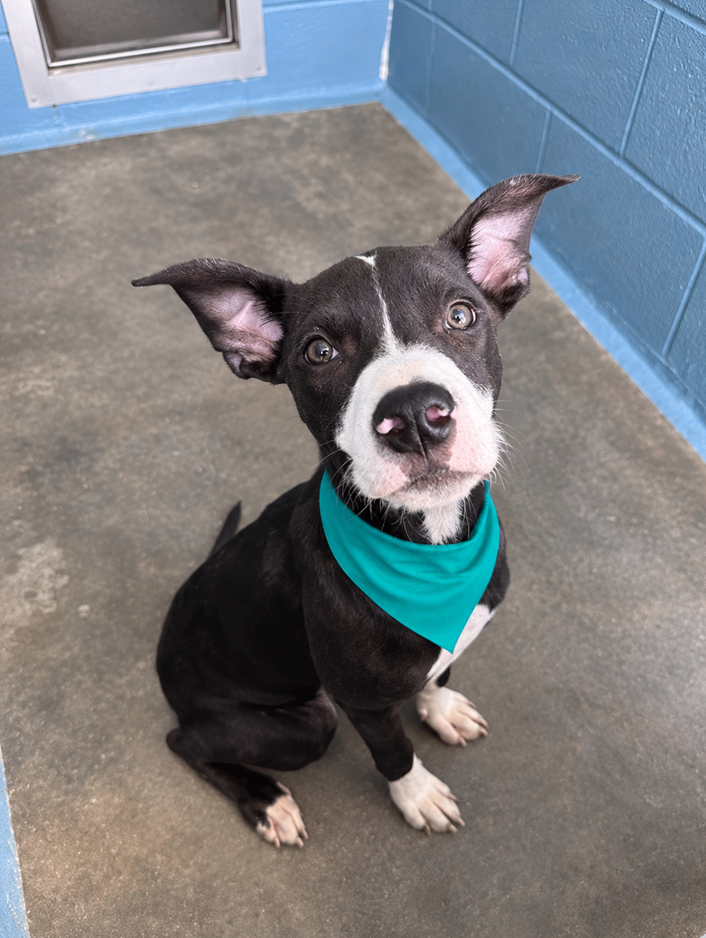 Shelter Stray Male Dog last seen Ambassador Caffery Parkway, LAFAYETTE, LA, 70506, 410 Dugas Rd, Lafayette, LA 70507, USA