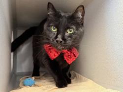 Shelter Stray Female Cat last seen Near E 169th Street, BRONX, NY, 10452, 326 E 110th St, New York, NY 10029, USA