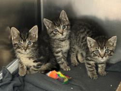 Shelter Stray Male Cat last seen in box in lobby of 3030 Surf Avenue, BROOKLYN, NY, 11224, 326 E 110th St, New York, NY 10029, USA