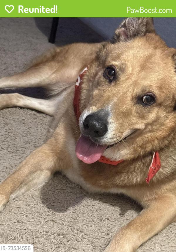 Reunited Female Dog last seen Sw homeland rd, Port St. Lucie, FL 34953