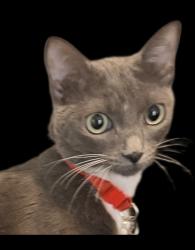 Lost Female Cat last seen Parkrigde, Corona, CA 92879