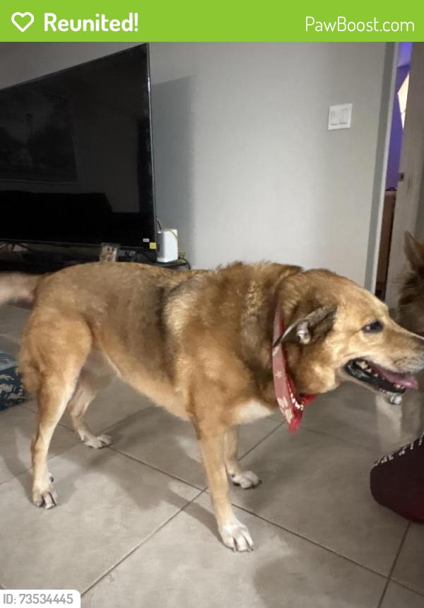 Reunited Female Dog last seen Sw homeland rd, Port St. Lucie, FL 34953