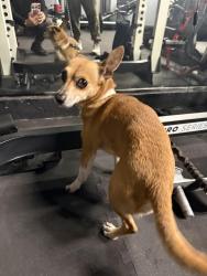 Found/Stray Male Dog last seen Brian Ave and W Virginia DR Azuza, Azusa, CA 91702