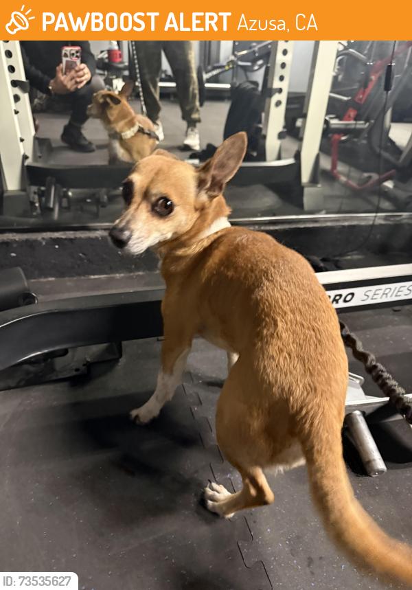 Found/Stray Male Dog last seen Brian Ave and W Virginia DR Azuza, Azusa, CA 91702