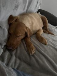 Lost Female Dog last seen Off of high point road where it connected to Kernersville road, Winston-Salem, NC 27107
