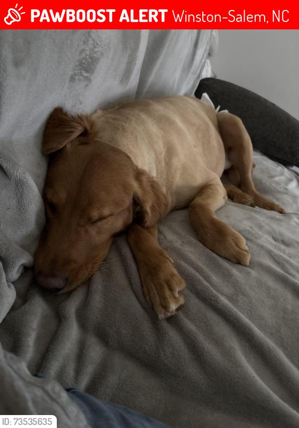 Lost Female Dog last seen Off of high point road where it connected to Kernersville road, Winston-Salem, NC 27107