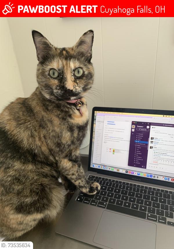 Lost Female Cat last seen Archwood Place and Lincoln, Cuyahoga Falls, Ohio, Cuyahoga Falls, OH 44221