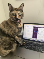 Lost Female Cat last seen Archwood Place and Lincoln, Cuyahoga Falls, Ohio, Cuyahoga Falls, OH 44221