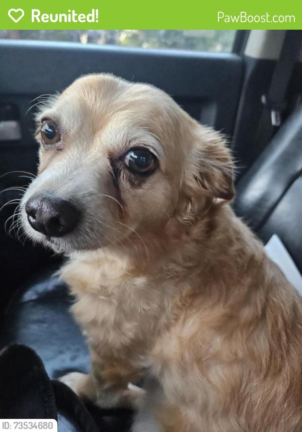 Reunited Male Dog last seen Bedford road/Cheekspargee, Bedford, TX 76022