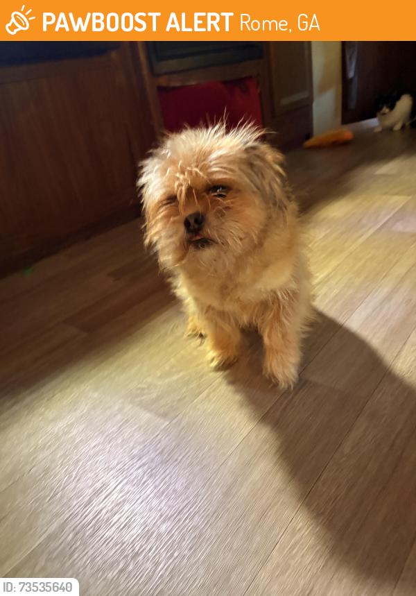 Found/Stray Male Dog last seen North Rome, Rome, GA 30161