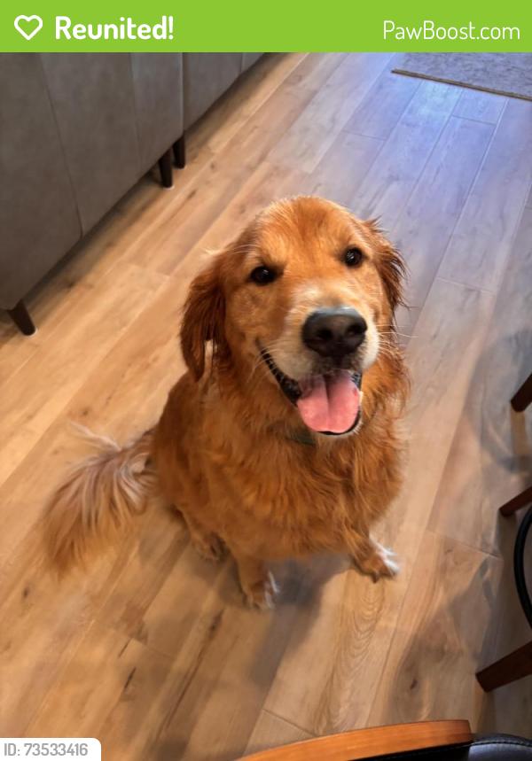 Reunited Male Dog last seen Martial Arts center, SC-9, SC 29728