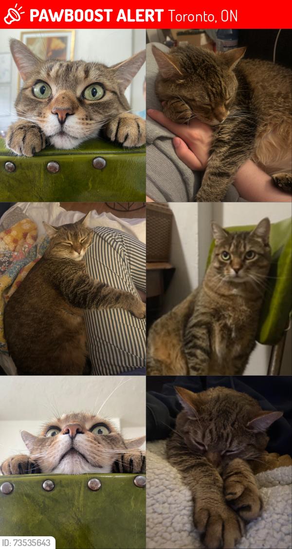 Lost Male Cat last seen St clarens and Wyndham, Toronto, ON 