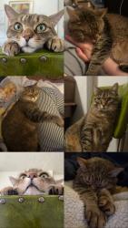 Lost Male Cat last seen St clarens and Wyndham, Toronto, ON 