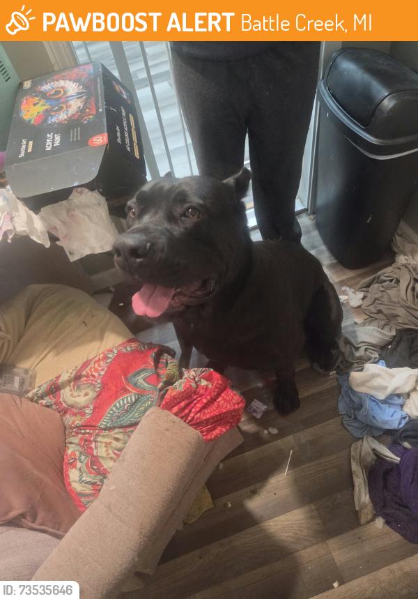 Found/Stray Male Dog last seen Parkway Drive and Howard Street, Battle Creek, MI 49037