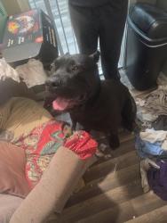 Found/Stray Male Dog last seen Parkway Drive and Howard Street, Battle Creek, MI 49037