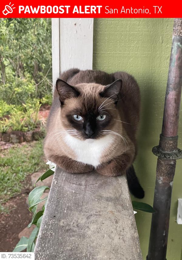 Lost Female Cat last seen Bushnell & Shook, San Antonio, TX 78212