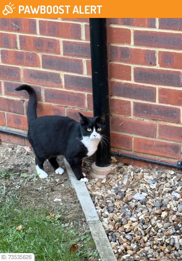 Found/Stray Female Cat last seen Panshanger, Hertfordshire, England AL7 2BQ