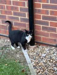 Found/Stray Female Cat last seen Panshanger, Hertfordshire, England AL7 2BQ