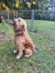 Reunited Male Dog last seen Skidaway Road and La Roche Avenue, Savannah, GA 31404