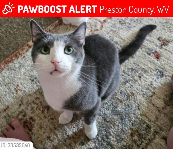 Lost Male Cat last seen Near smoking jacks. On moran rd. Kingwood side., Preston County, WV 26537
