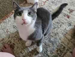 Lost Male Cat last seen Near smoking jacks. On moran rd. Kingwood side., Preston County, WV 26537